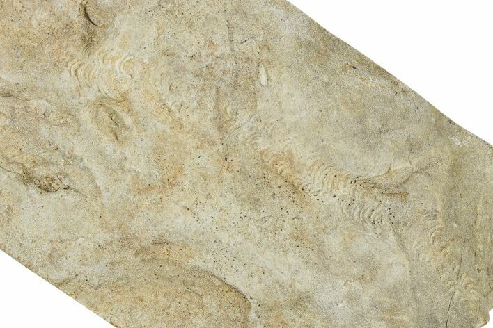 Cruziana (Fossil Trilobite Trackway) - Indiana #325682